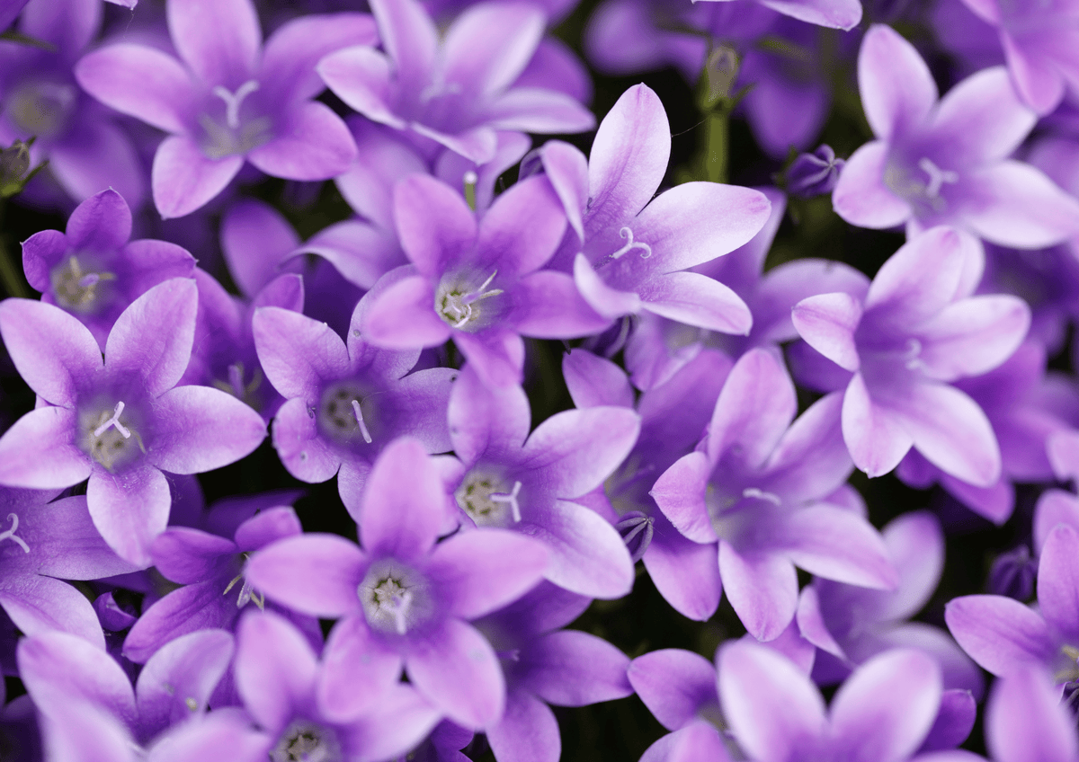 Gamme violette